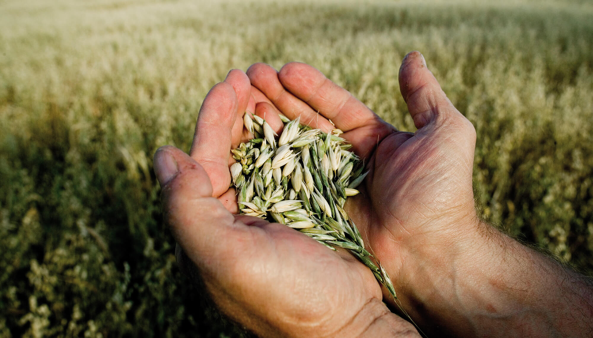 ręce trzymające nasiona