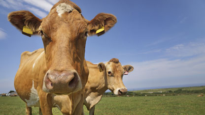 Dwie krowy z Guernsey na polu, patrzące w obiektyw aparatu w jasny dzień.